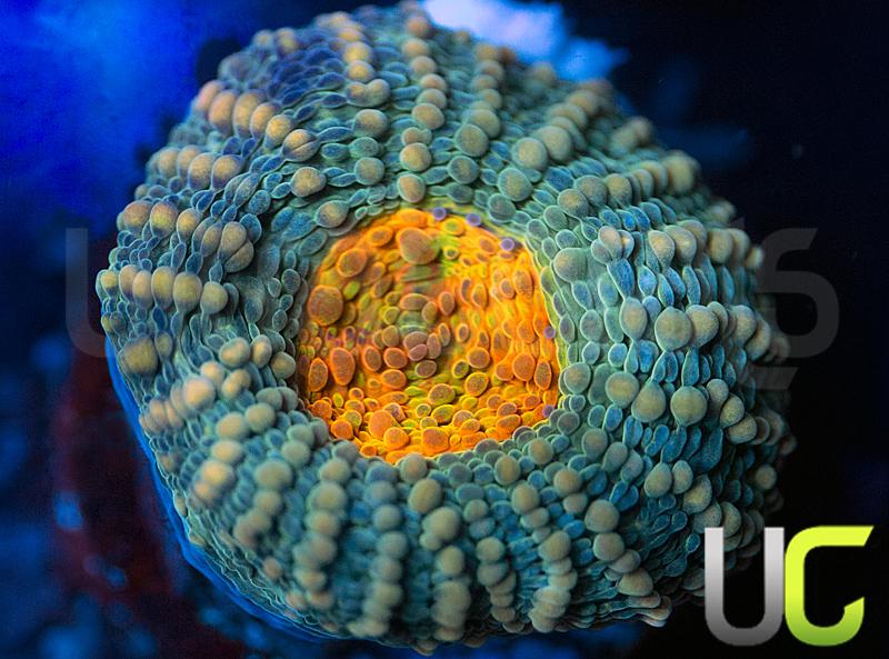 UC Wild and Woolly Echinata