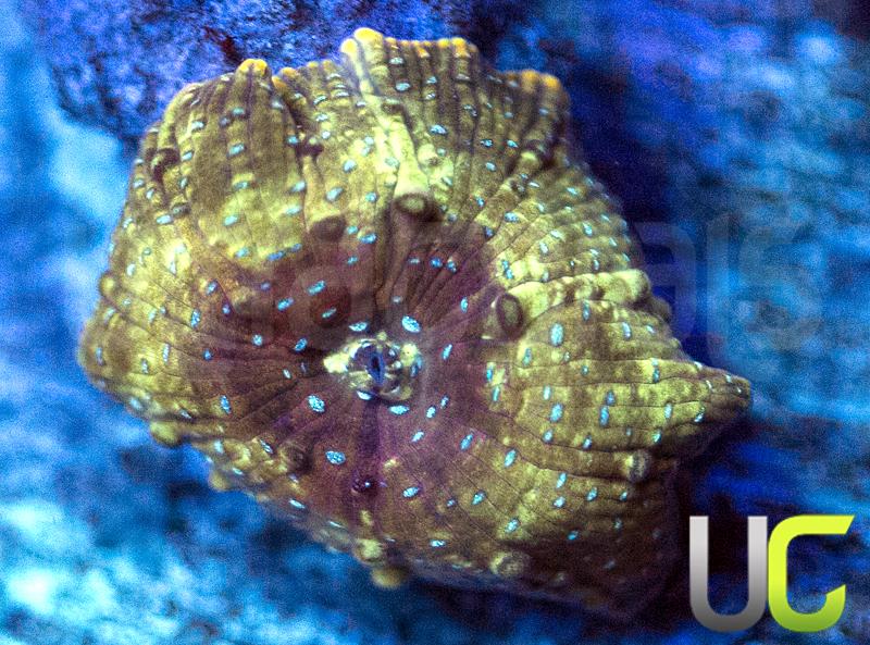 UC Fancy Pants Discosoma