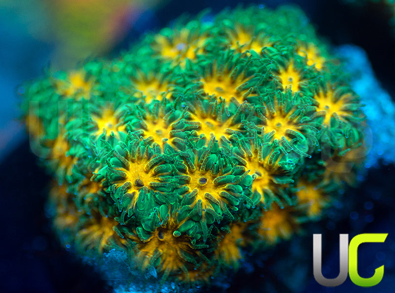 John Deere Leptastrea