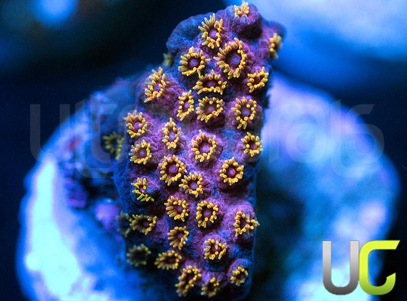 WWC Skittle Bomb Cyphastrea
