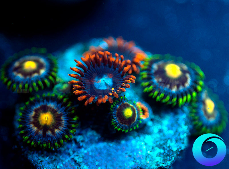 Yeller & Rockefellers