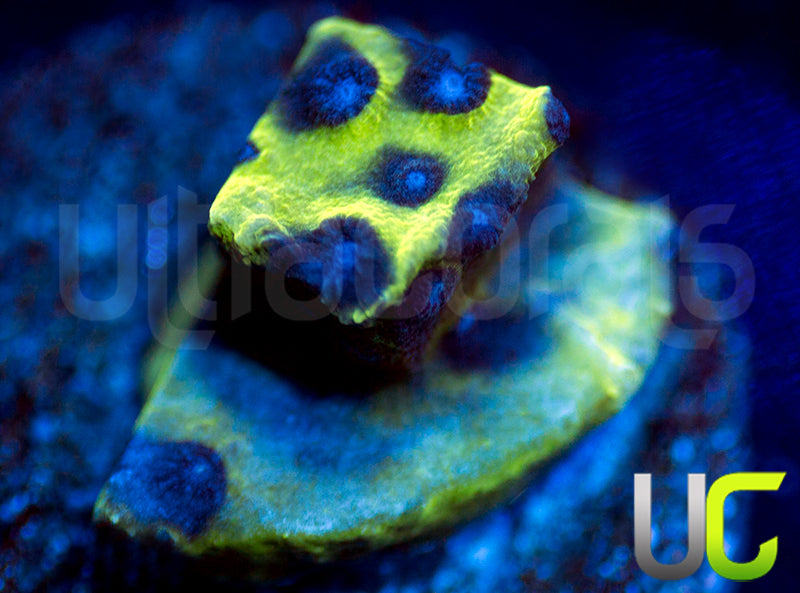 JF Master PPE Cyphastrea