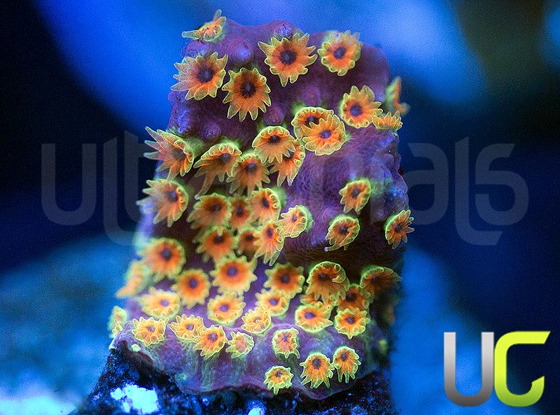 WWC Looney Tunes Stylo