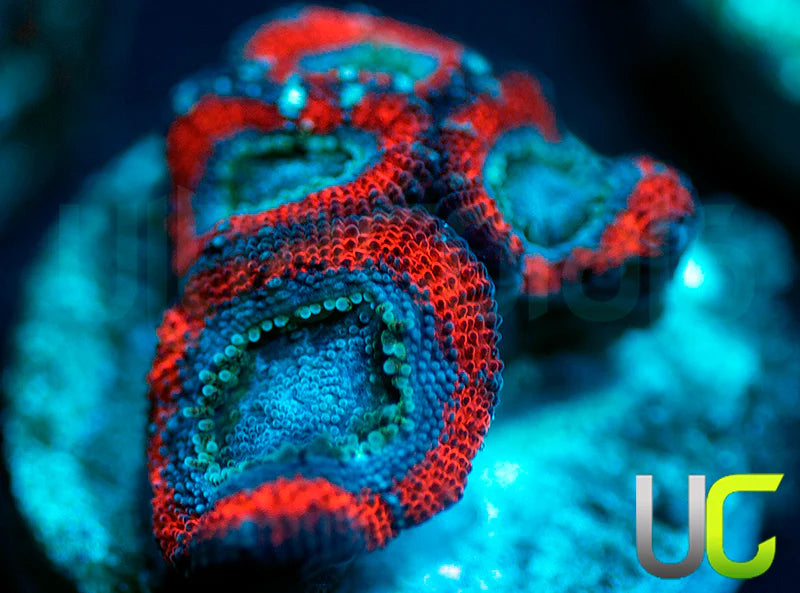 UC Superhero Micro Amakusensis