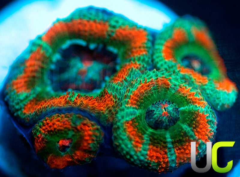 NEW RELEASE: UC Carousel Micro Amakusensis