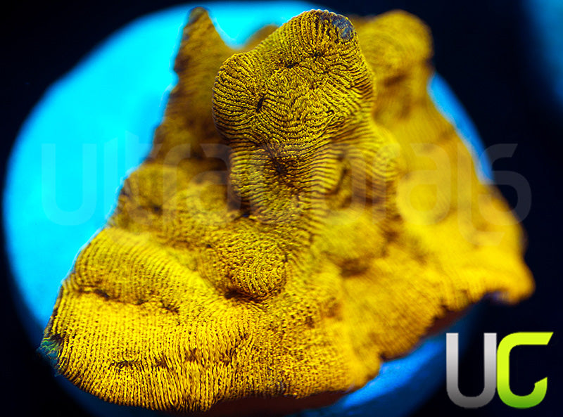 UC Golden Dragon Lepto