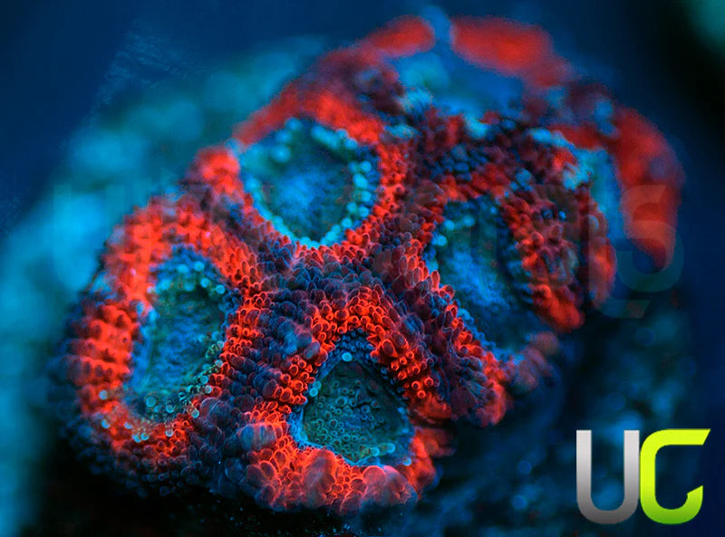 UC Superhero Micro Amakusensis