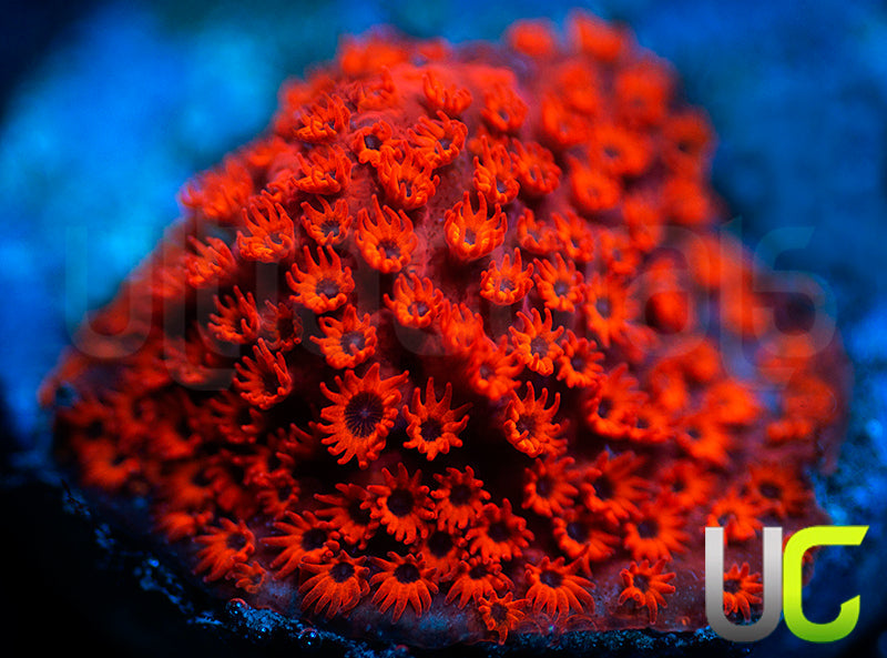 UC Sweet Revenge Porities