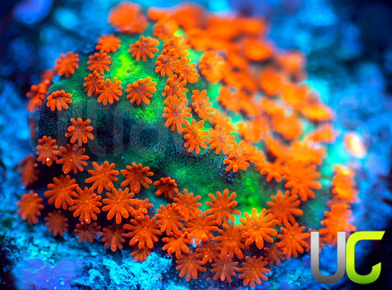 BigR Screamin Demon Monti