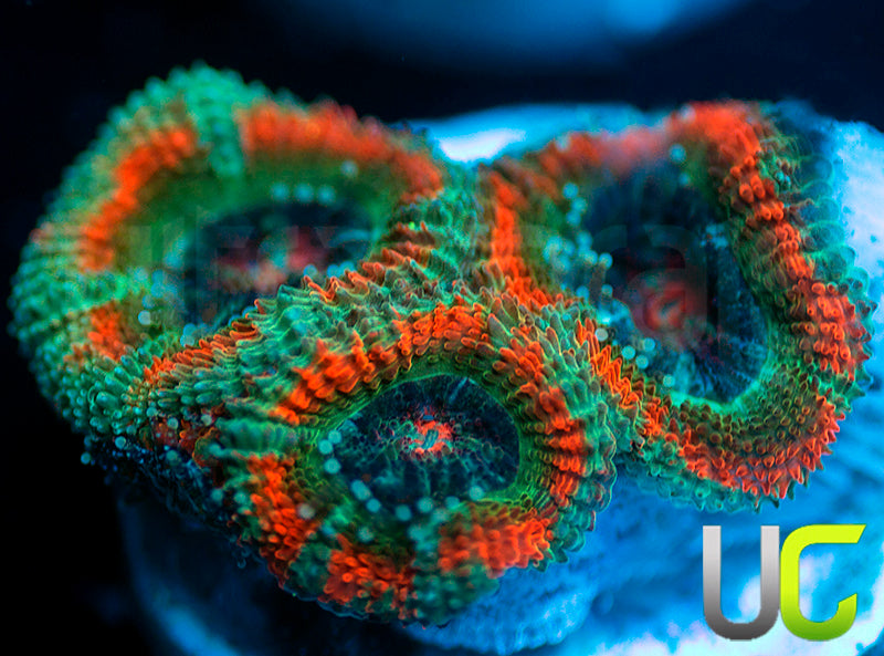 NEW RELEASE: UC Carousel Micro Amakusensis