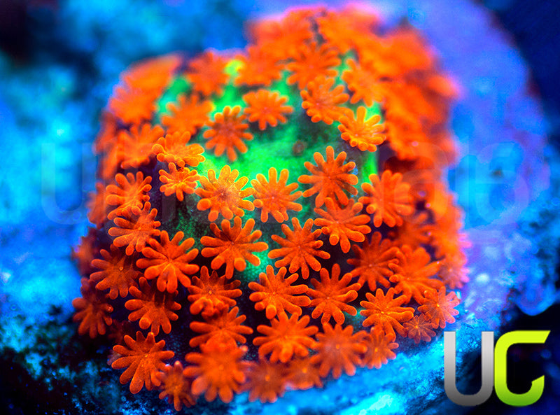 BigR Screamin Demon Monti