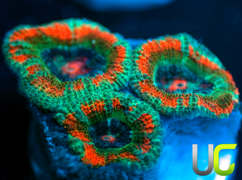 NEW RELEASE: UC Carousel Micro Amakusensis