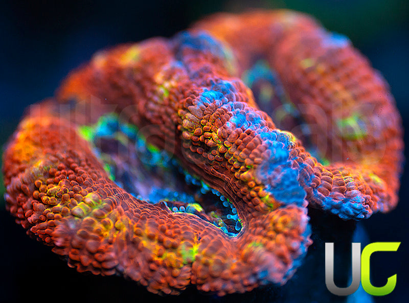 UC Crazy Carny Micro Lord