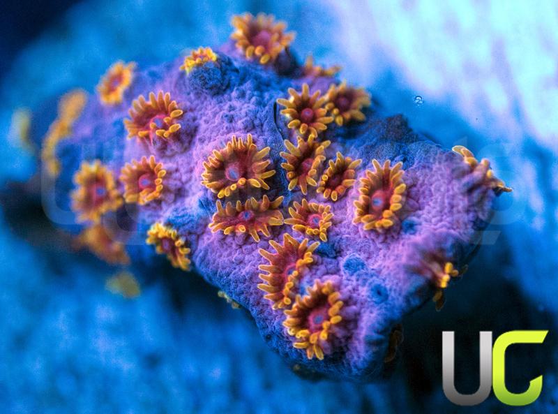 WWC Skittle Bomb Cyphastrea