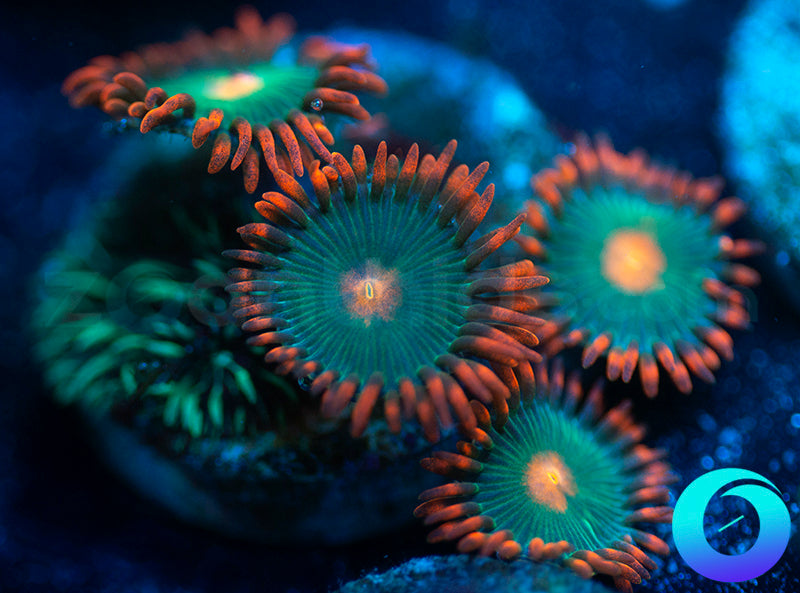 Gatorades Electric Green Pavona