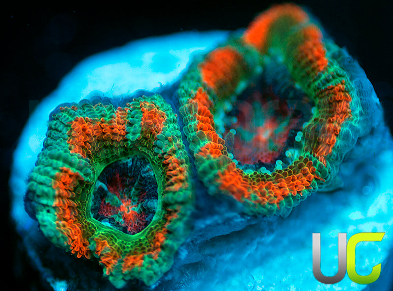 NEW RELEASE: UC Carousel Micro Amakusensis