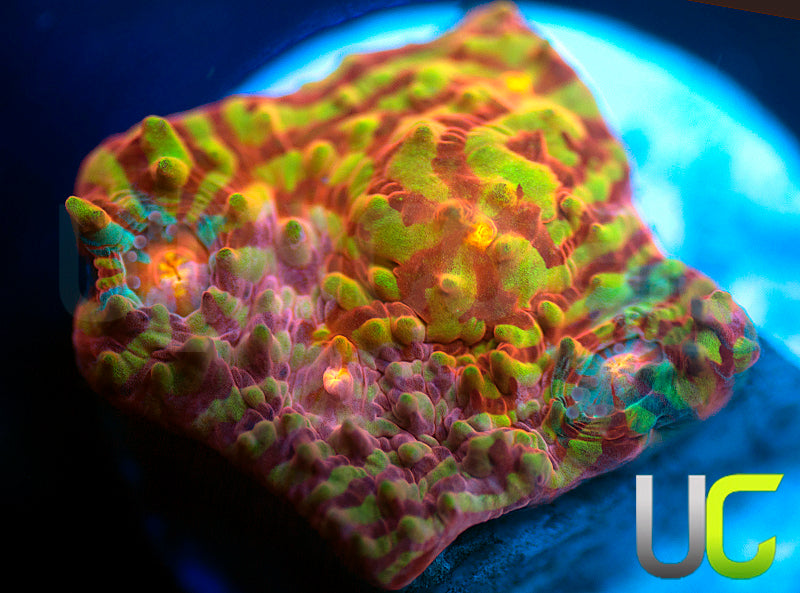 NEW RELEASE: UC Rainbow Convict Chalice