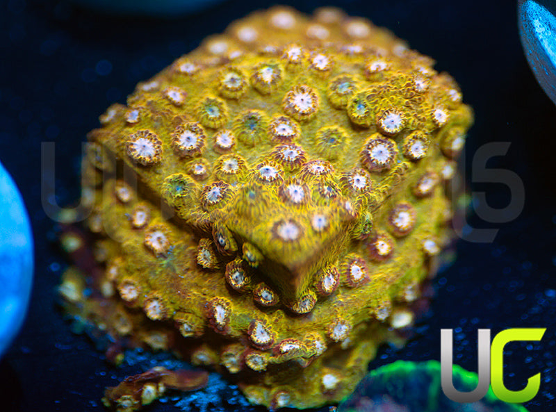 UC Yellowjackets Cyphastrea