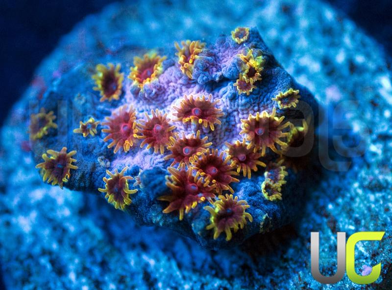 WWC Skittle Bomb Cyphastrea