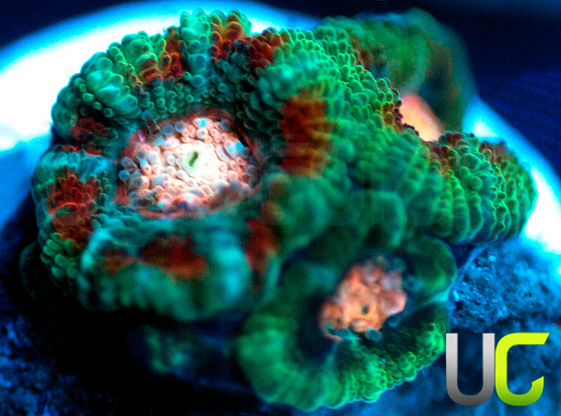 NEW RELEASE: UC Pink Pinwheel Micro Amakusensis