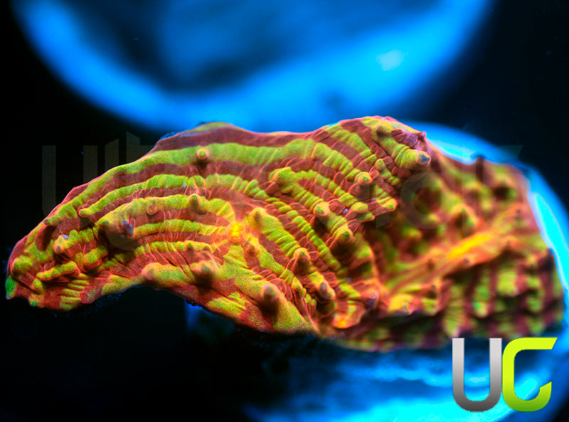 NEW RELEASE: UC Rainbow Convict Chalice