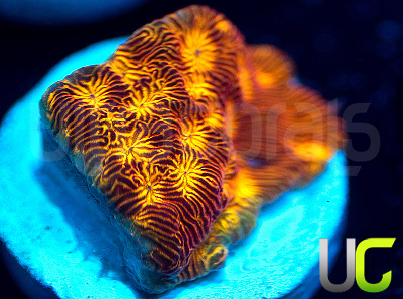 UC Sun Goddess Lepto