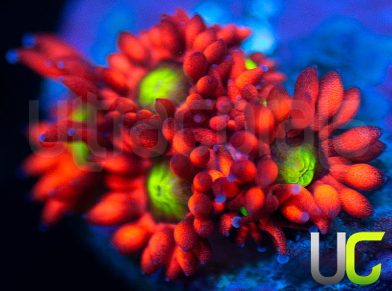 Insane Cherry Bomb Goni