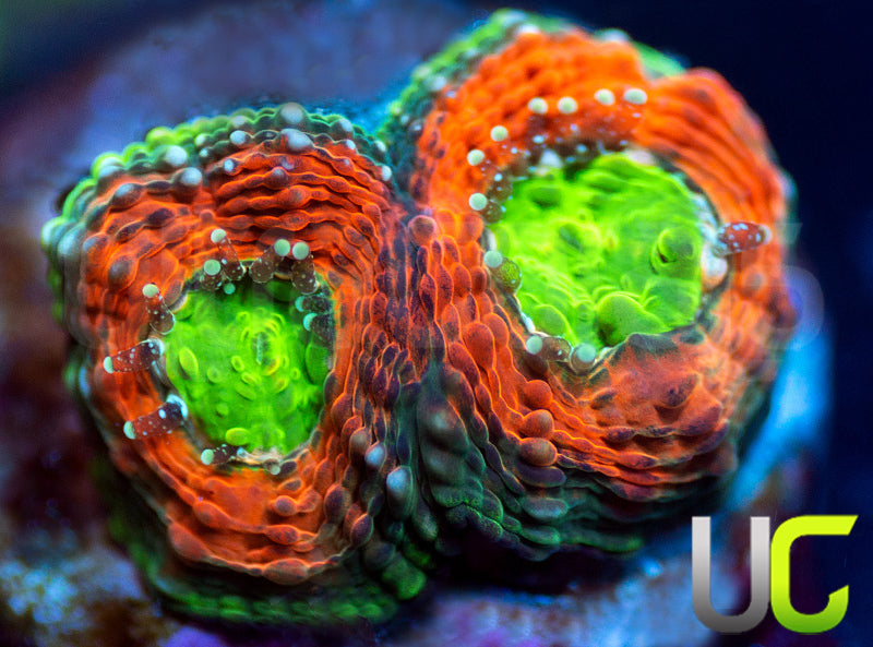 Agent Orange Echinata