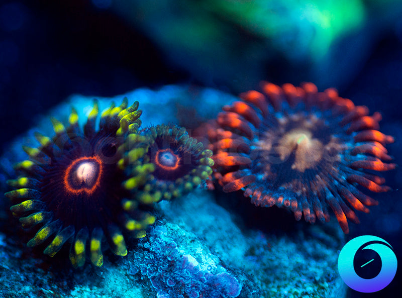 CB King Jawbreaker Hornets & Blood Elf Combo