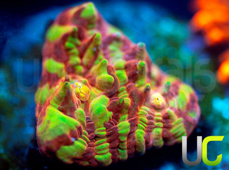 UC Rainbow Convict Chalice