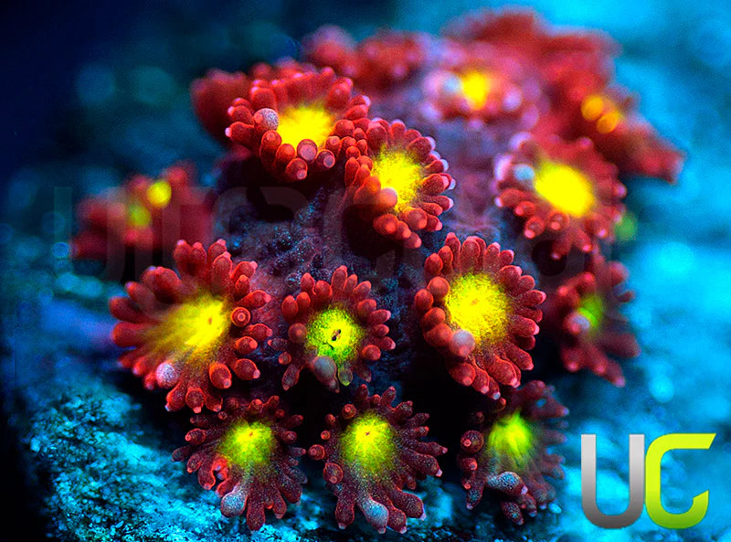 UC Spiked Punch Micro Goni