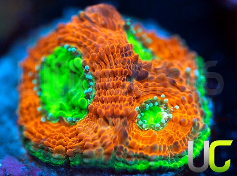 Agent Orange Echinata