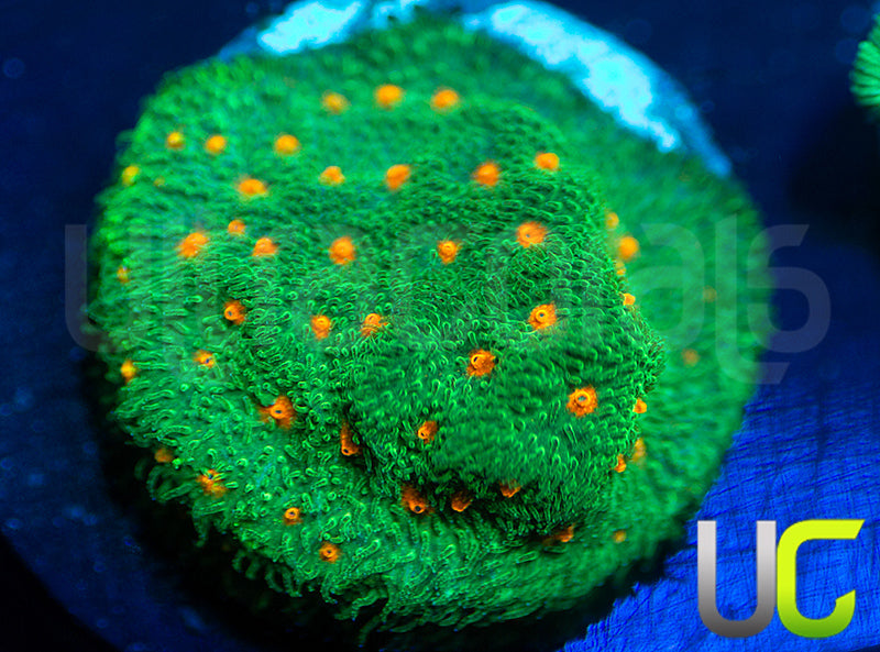 CC Smashing Pumpkins Psammocora