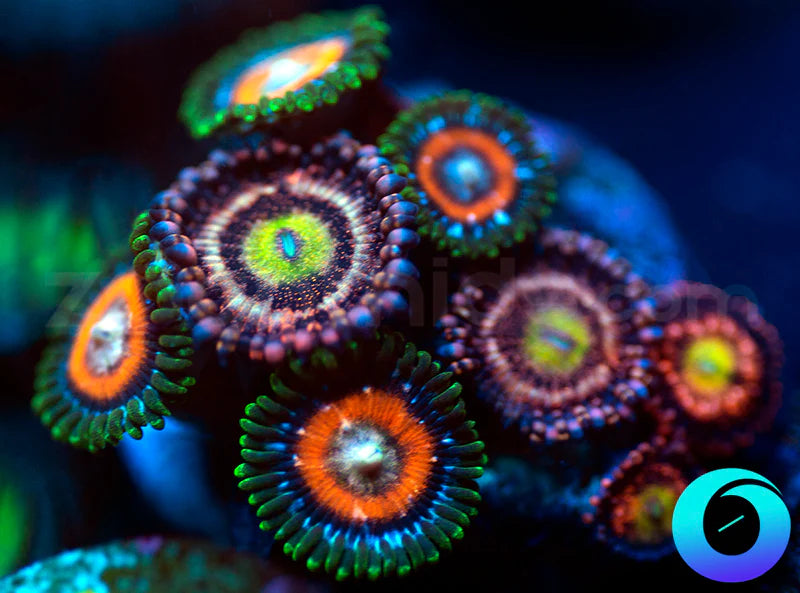 WWC Halle Berry & Double Decker Combo