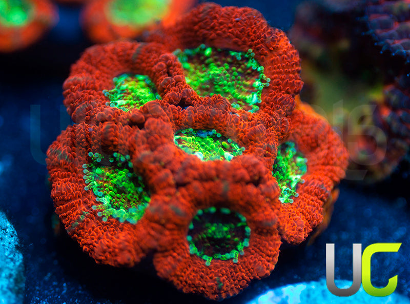 UC Dragon Slayer Micro Amakusensis