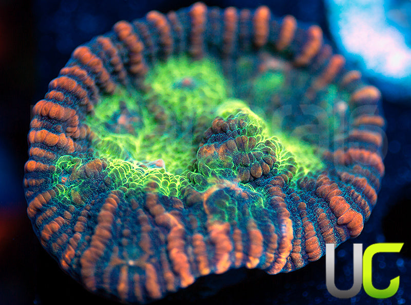 UC Tiger King Chalice