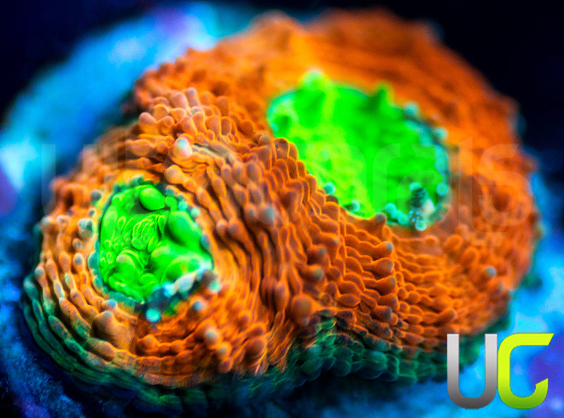 Agent Orange Echinata