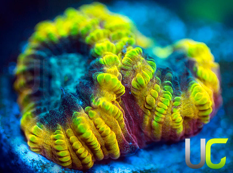 TGC Favia of the Gods