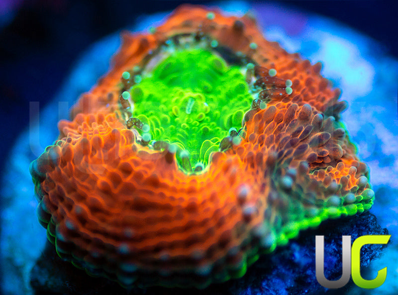 Agent Orange Echinata