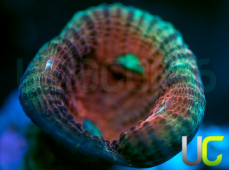 UC Dragon Mist Mycedium