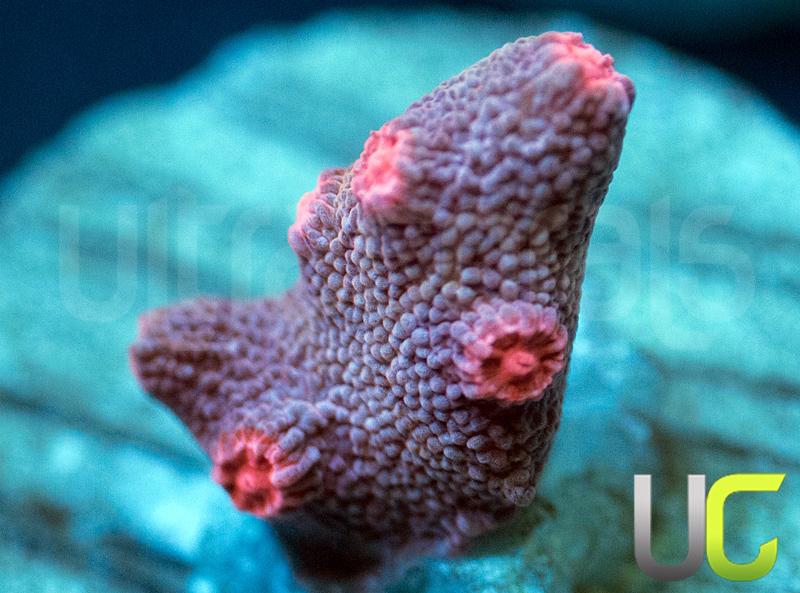 Pink Branching Cyphastrea