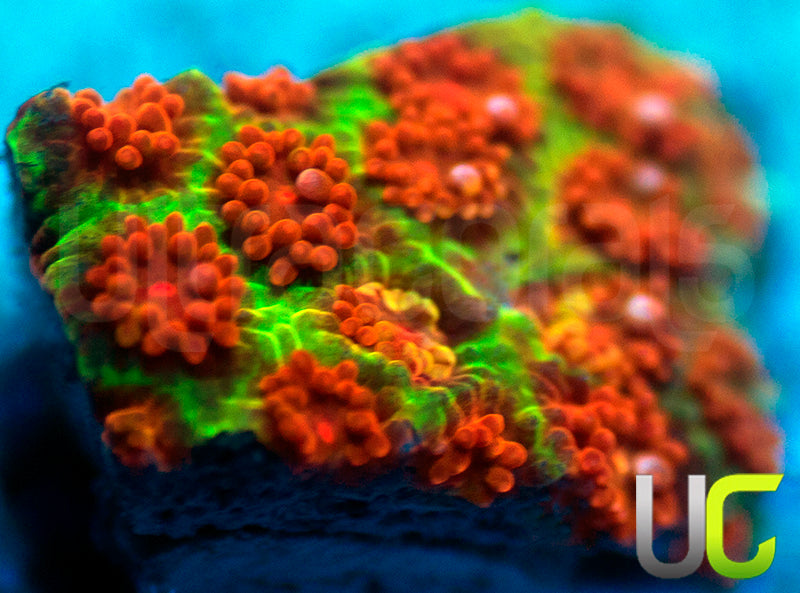 NEW RELEASE: UC Melting Pot Madracis