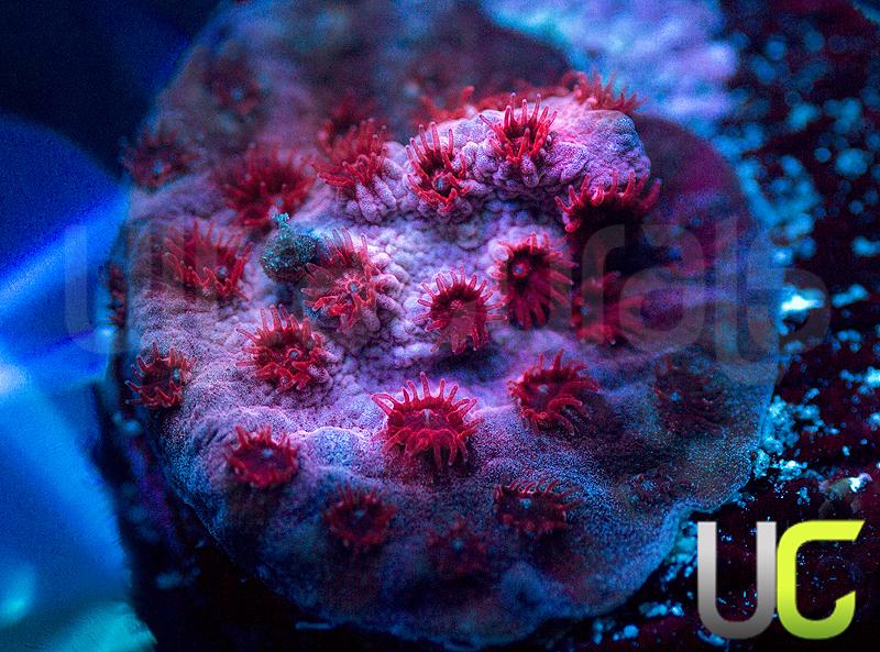 UC Cherry Bomb Cyphastrea