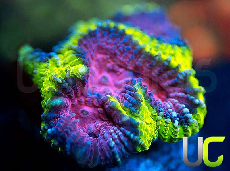 NEW RELEASE: UC Legion of Doom Favia