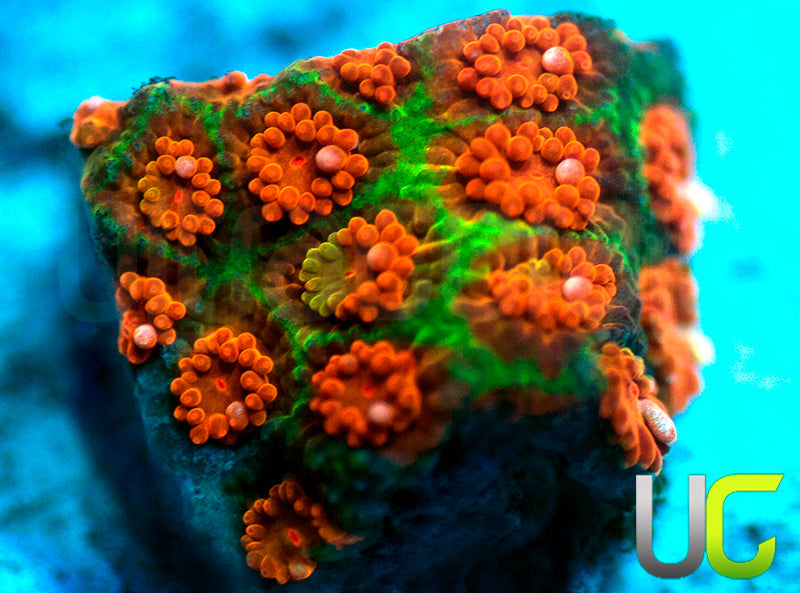 NEW RELEASE: UC Melting Pot Madracis