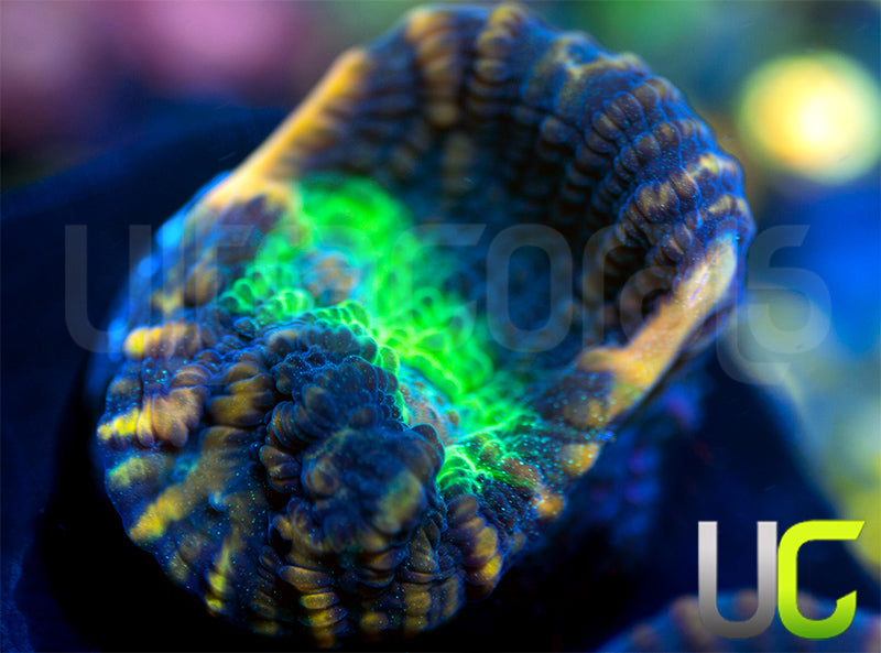 UC Tiger King Mycedium Chalice