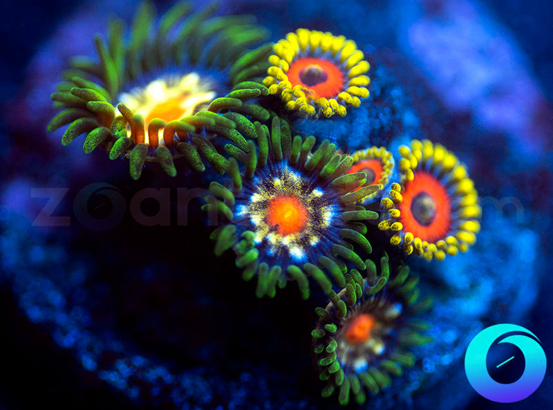 Daisy Cutters & Eagle Eyes