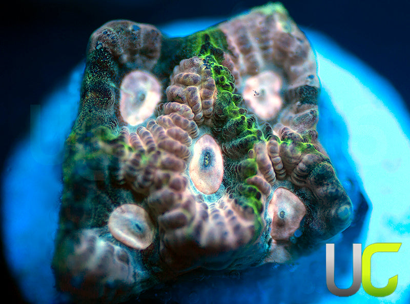 NEW RELEASE: UC Ankara Favia