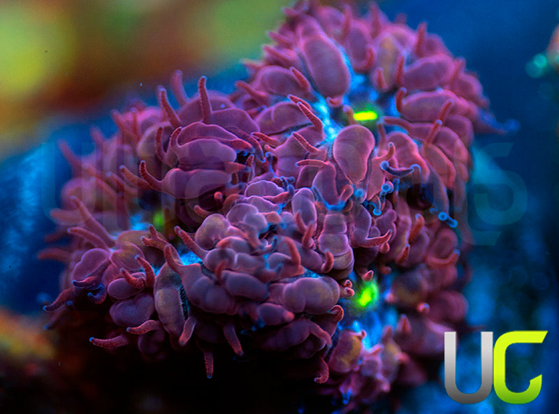 UC Nutcracker Blasto Merletti