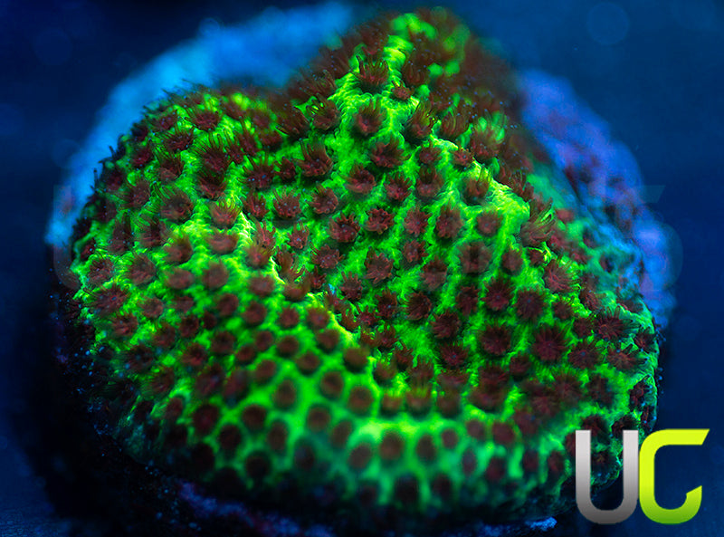 UC The Grinch Porites